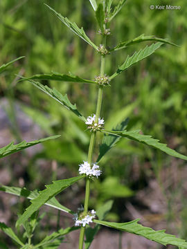 Plancia ëd Lycopus americanus Muhl. ex W. P. C. Barton