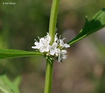 Image of American water horehound