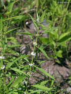 Image of American water horehound