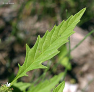 Image of American water horehound