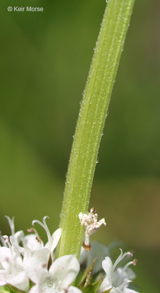 Слика од Lycopus americanus Muhl. ex W. P. C. Barton