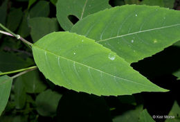 Image of white bergamot