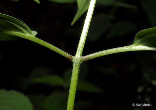 Image of white bergamot