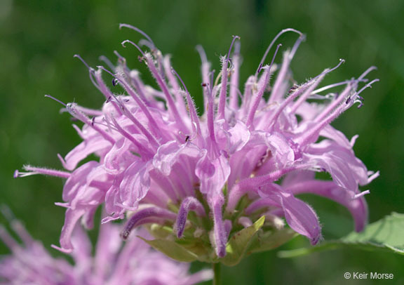 Image of Monarda fistulosa var. menthifolia (Graham) Fernald