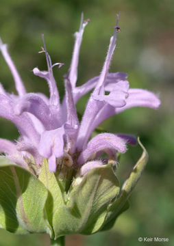 Image of Monarda fistulosa var. menthifolia (Graham) Fernald