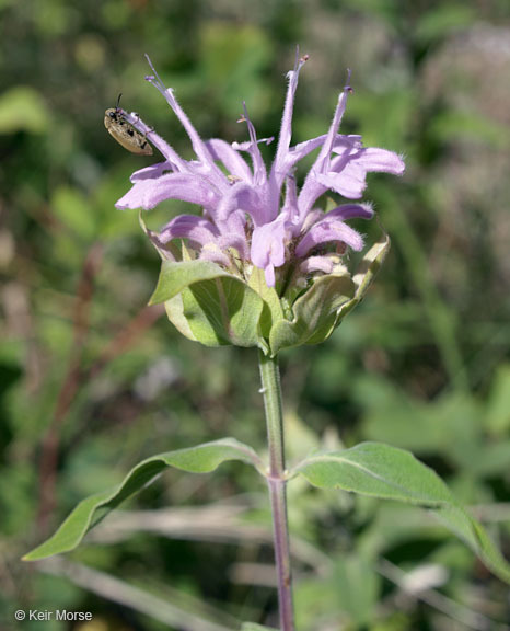 Image of Monarda fistulosa var. menthifolia (Graham) Fernald