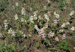 Image of Monarda punctata var. villicaulis (Pennell) Shinners