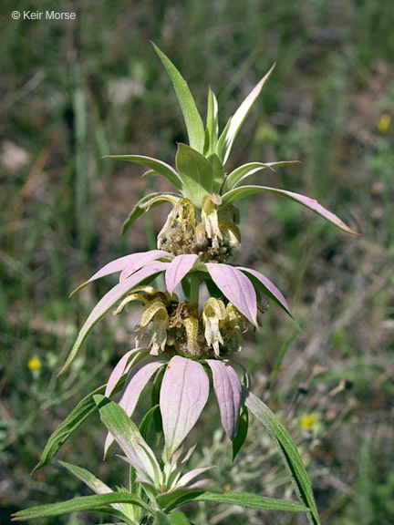 Imagem de Monarda punctata var. villicaulis (Pennell) Shinners