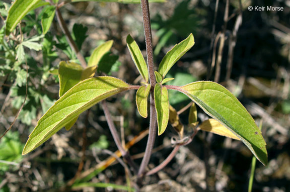 Image of Monarda punctata var. villicaulis (Pennell) Shinners