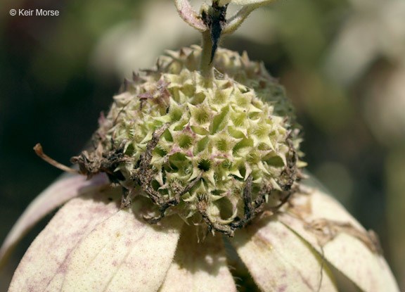 Imagem de Monarda punctata var. villicaulis (Pennell) Shinners