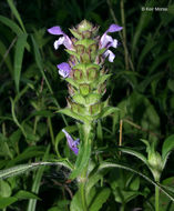 صورة Prunella vulgaris subsp. lanceolata (W. P. C. Barton) Piper & Beattie