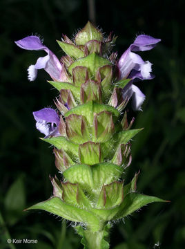 Image of lance selfheal