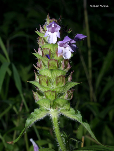 صورة Prunella vulgaris subsp. lanceolata (W. P. C. Barton) Piper & Beattie