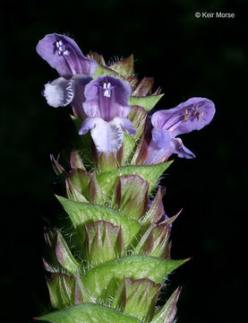 Prunella vulgaris subsp. lanceolata (W. P. C. Barton) Piper & Beattie resmi