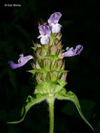 صورة Prunella vulgaris subsp. lanceolata (W. P. C. Barton) Piper & Beattie