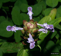 صورة Prunella vulgaris subsp. lanceolata (W. P. C. Barton) Piper & Beattie