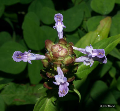 Image of lance selfheal