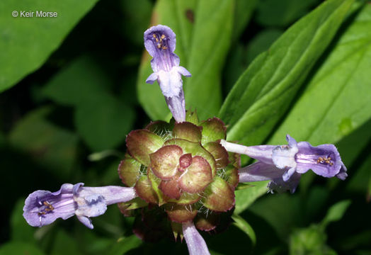 Prunella vulgaris subsp. lanceolata (W. P. C. Barton) Piper & Beattie resmi