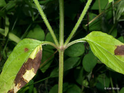 صورة Prunella vulgaris subsp. lanceolata (W. P. C. Barton) Piper & Beattie