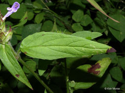 صورة Prunella vulgaris subsp. lanceolata (W. P. C. Barton) Piper & Beattie