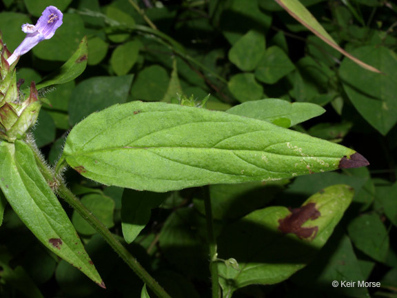 صورة Prunella vulgaris subsp. lanceolata (W. P. C. Barton) Piper & Beattie