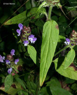 صورة Prunella vulgaris subsp. lanceolata (W. P. C. Barton) Piper & Beattie