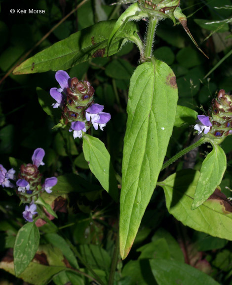 صورة Prunella vulgaris subsp. lanceolata (W. P. C. Barton) Piper & Beattie