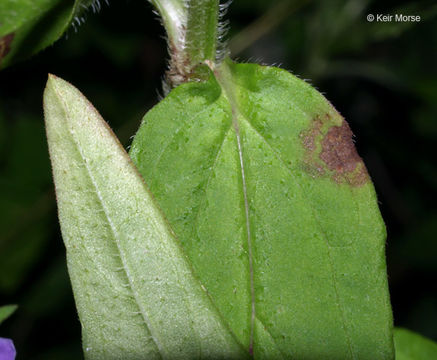 Image of lance selfheal