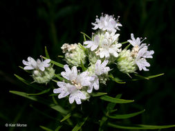 Image de Pycnanthemum tenuifolium Schrad.