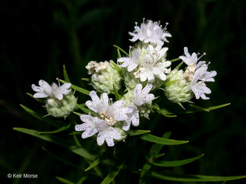 Image of narrowleaf mountainmint