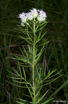 Image of narrowleaf mountainmint