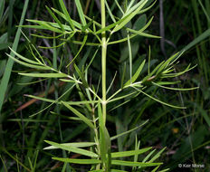 Image de Pycnanthemum tenuifolium Schrad.