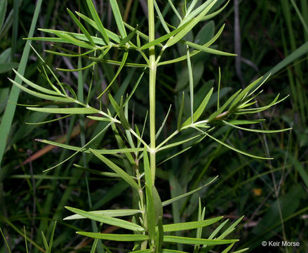 Image of narrowleaf mountainmint