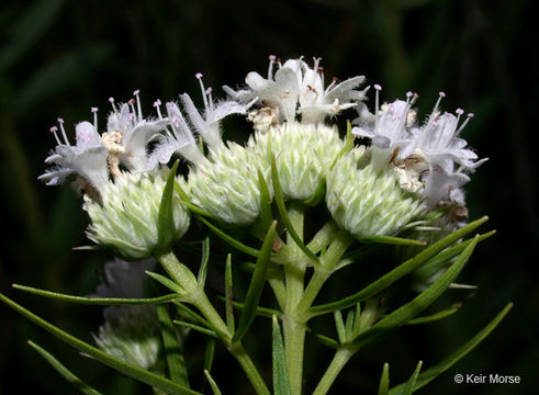 Imagem de Pycnanthemum tenuifolium Schrad.