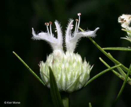 Image of narrowleaf mountainmint