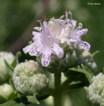 Image of Virginia mountainmint