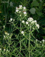 Image de Pycnanthemum virginianum (L.) T. Durand & B. D. Jacks. ex B. L. Rob. & Fernald