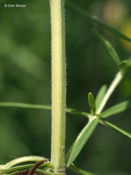 Image of Virginia mountainmint