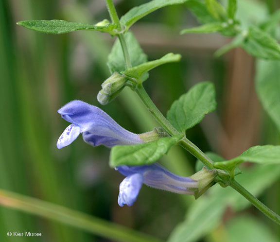 Image of common scullcap