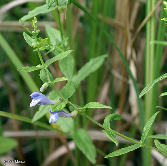 Image of common scullcap