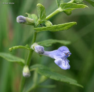 Image of common scullcap