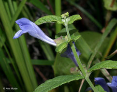 Image of common scullcap