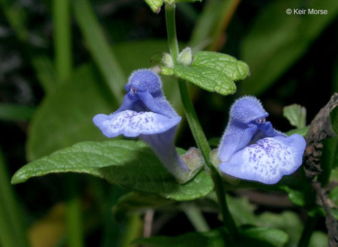 Image of common scullcap