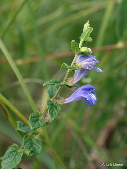 Image of common scullcap