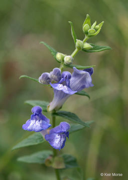 Image of common scullcap