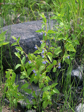 Image of blue skullcap