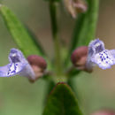 Scutellaria parvula var. missouriensis (Torr.) Goodman & C. A. Lawson resmi