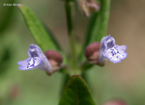 Scutellaria parvula var. missouriensis (Torr.) Goodman & C. A. Lawson resmi