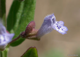 Image of Leonard's skullcap