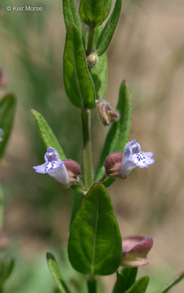 Image of Leonard's skullcap